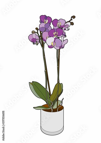 Purple orchid