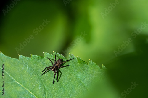 black spider on green leaf © AnneGM