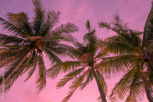 Toned background tropical view from below on palm trees. For travel design. Pink background,