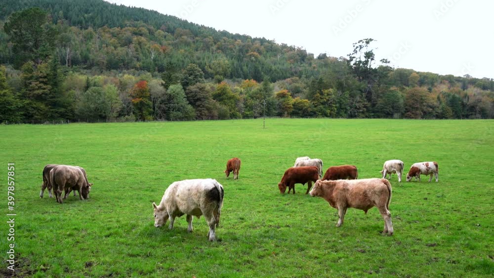 Cows feeding on the rich green grass of the Ravensdale Forest Park in Ireland Cows feeding on the rich green grass of the Ravensdale Forest Park in Ireland