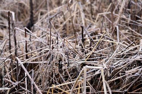 Halme und Gräser im Winter, abgeknickt, getrocknet und vereist.