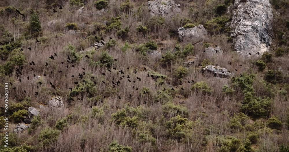 group of crows flying together away over mountain at winter,
spooky atmospheric moody shot wildlife nature group of crows flying together away over mountain at winter,
spooky atmospheric moody shot wildlife nature