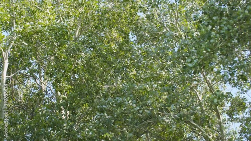 Aspen leaves flutter in the wind. The wind blows the leaves on the tree