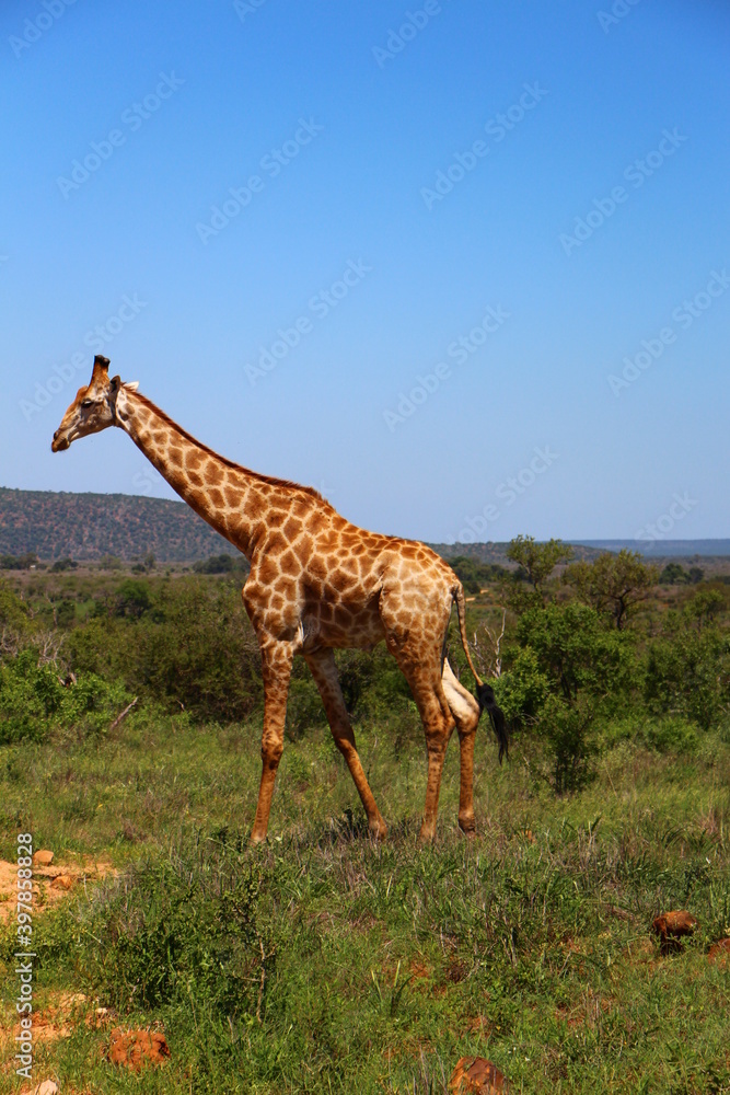 Obraz premium Safari game viewing in Kruger National Park, South Africa