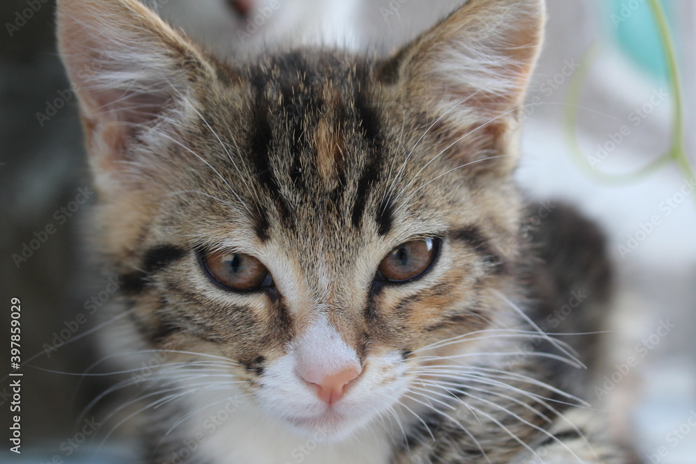 Fototapeta premium portrait of a cat