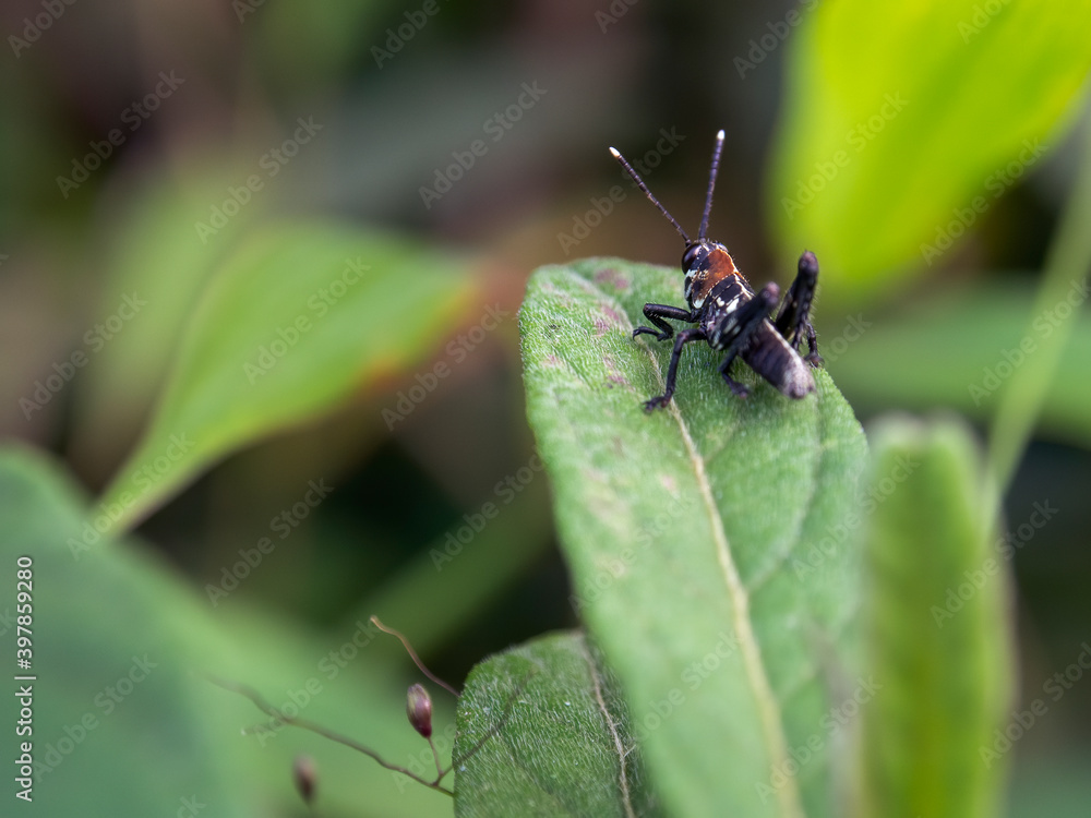 Macro photography of a lubber grasshopper from the back, standing on a leaf. Captured near the town of Gachantiva in the central Andean mountains of Colombia. Macro photography of a lubber grasshopper from the back, standing on a leaf. Captured near the town of Gachantiva in the central Andean mountains of Colombia.