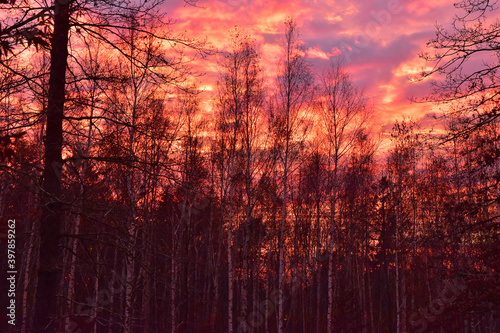 Nature red sunset sky in the forest trees