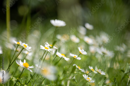 Campo de margaritas. Flor blanca y pasto