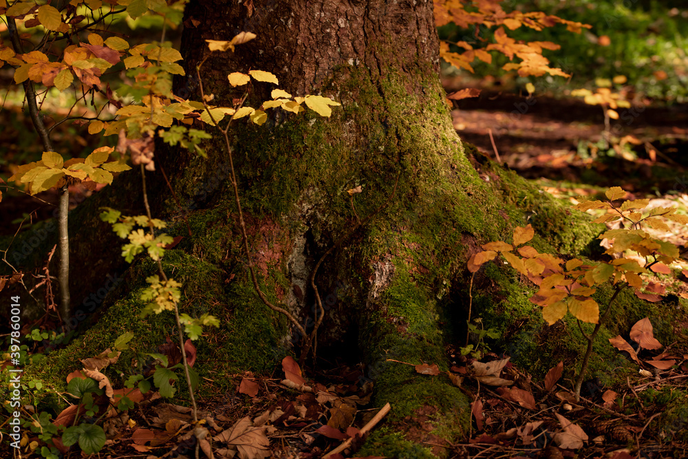 Detail Ansicht - Baum im Herbst Detail Ansicht - Baum im Herbst