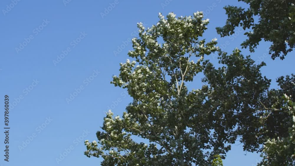 Aspen leaves flutter in the wind against the blue sky. The wind blows the leaves on the tree Aspen leaves flutter in the wind against the blue sky. The wind blows the leaves on the tree