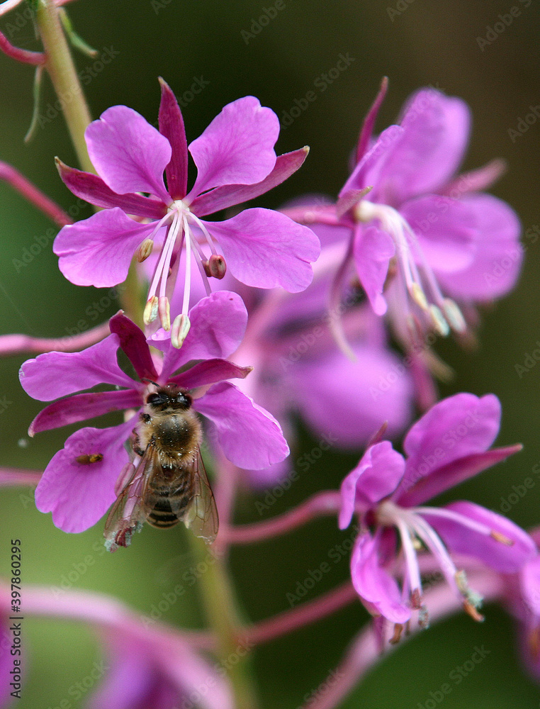 Biene auf Blüte Biene auf Blüte