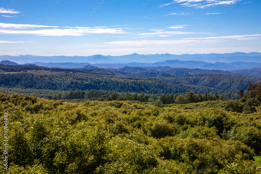 Naklejka premium Árboles de aguacate en huerta de México