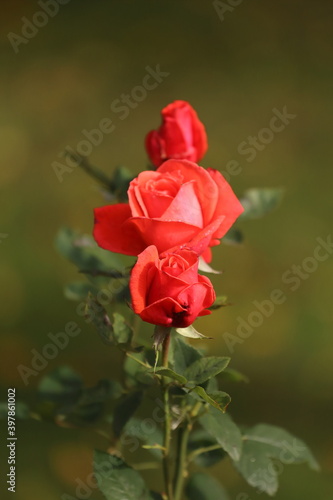 Wallpaper Mural Close-up of garden rose blooming in the summer in the garden Torontodigital.ca