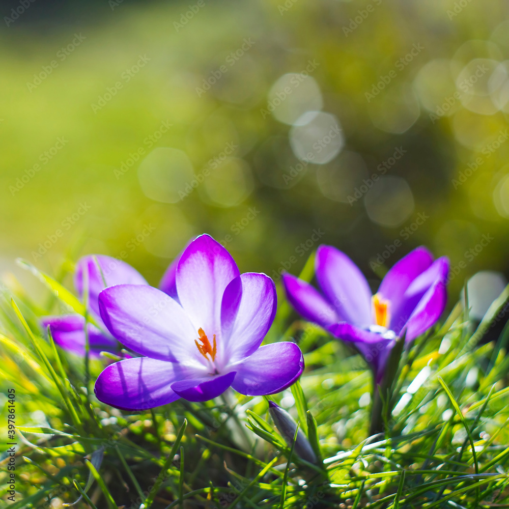 crocus - first spring flowers crocus - first spring flowers