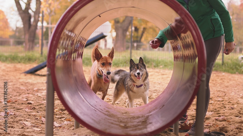 Photography Two dogs and woman dog trainer in front of the agility tunel