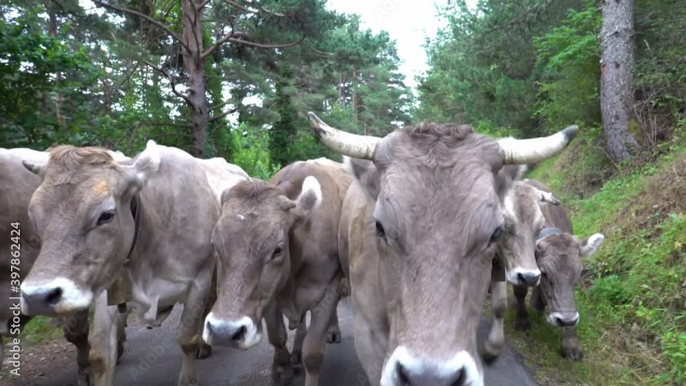 Group of cows walking on the road during transhumance Group of cows walking on the road during transhumance