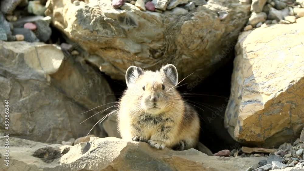 American Pika In Rocks Stock Video Adobe Stock