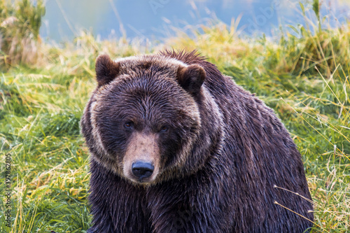 Portrait of an Alaskan Grizzly Bear (brown bear). Chugach Mountains, Alaska © Mark A. McCaffrey