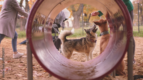 Photography Two dogs and woman dog trainer in front of the agility tunel