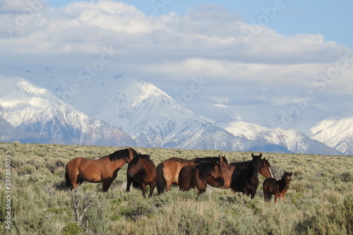 Wild horses roaming the high desert foothills of Sierra Nevada Mountains in California, United States. 