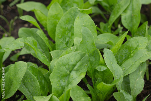 Wallpaper Mural Fresh organic leaves of spinach in the garden. Young shoots of spinach in vegetable garden. Spinach bed. Torontodigital.ca