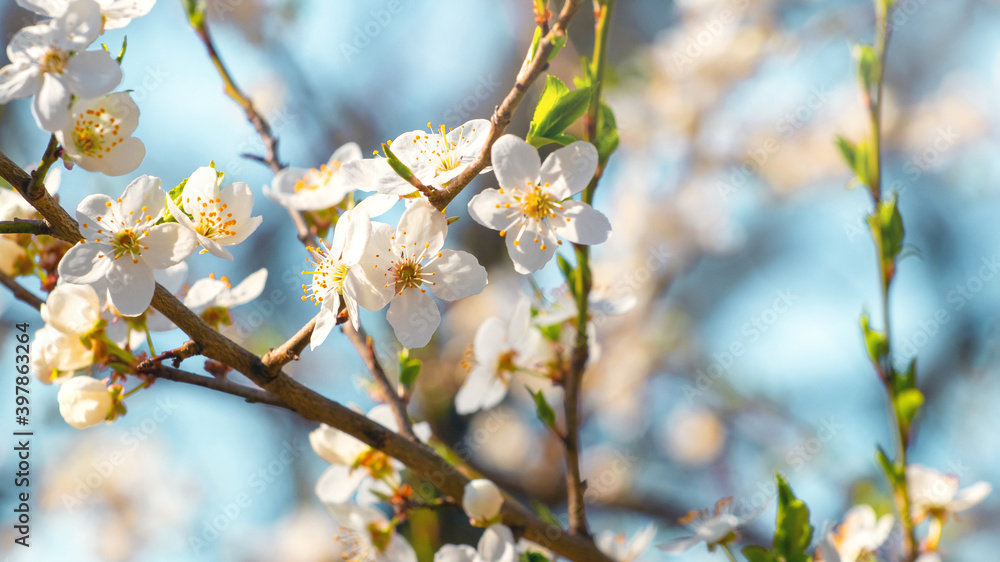 Spring background, flowering trees. Plum flowers on a tree in sunny weather Spring background, flowering trees. Plum flowers on a tree in sunny weather