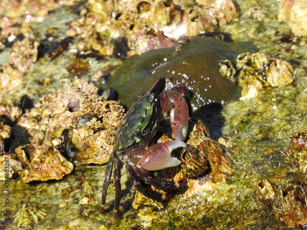 Striped shore crab making its way along the wet, slimy, algae-covered rocks in Monterey Bay, California. Striped shore crab making its way along the wet, slimy, algae-covered rocks in Monterey Bay, California.