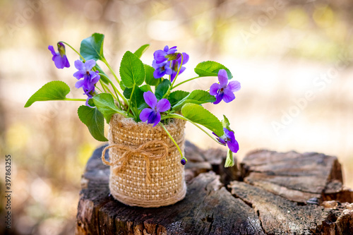 Spring flowers. Bouquet of violets in the woods on a stump on a sunny day