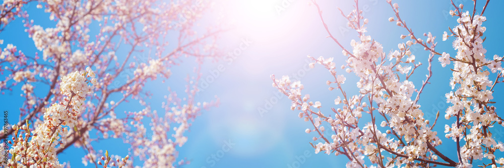 Spring background with plum blossoms in the sun, panorama