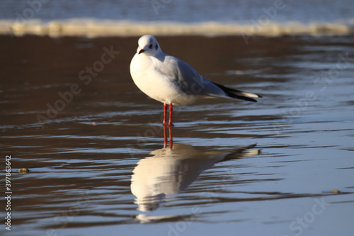 black headed gull