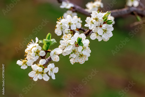 Plum branch with flowers on a background of grass in sunny weather