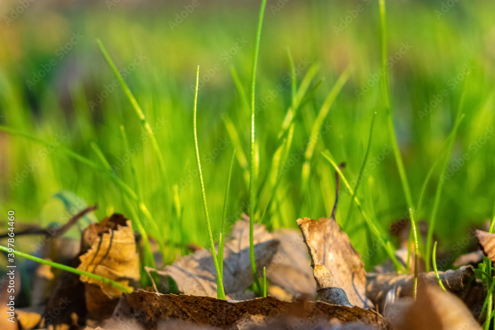 Young fresh grass among dry leaves in early spring