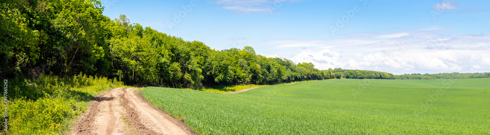 Panorama, spring landscape: field with green grass and dirt road near the forest Panorama, spring landscape: field with green grass and dirt road near the forest