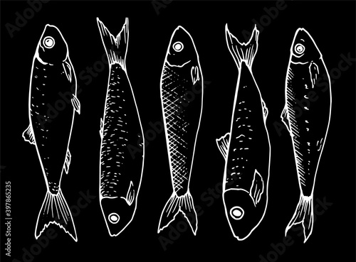 vector graphic collection of small sprat fish drawn in the style of linear art. The seafood menu includes sardines and sprats. Sea and ocean small fish white outline isolated on black background