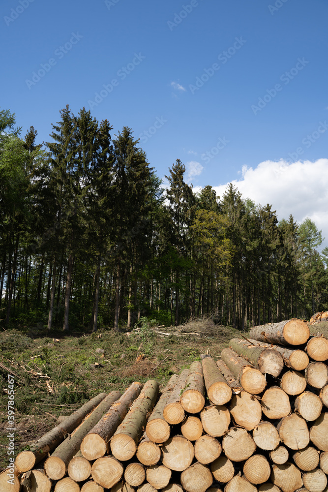 Waldsterben - Borkenkäferbefall, gefällter Fichtenwald 