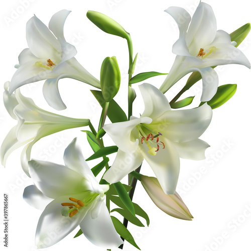 Fototapeta Naklejka Na Ścianę i Meble -  large branch of white isolated five blooms lily flower