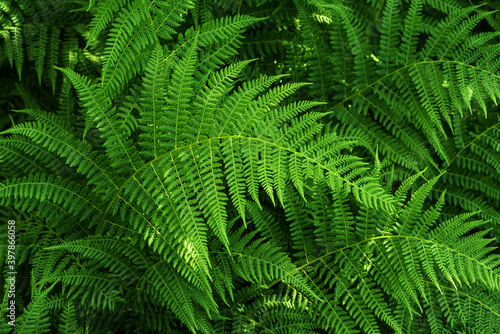 Ferns background