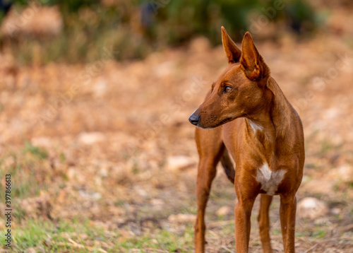 hunting dog podenco in the field