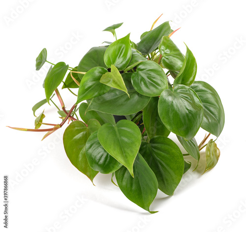 Heart leaf Philodendron photo
