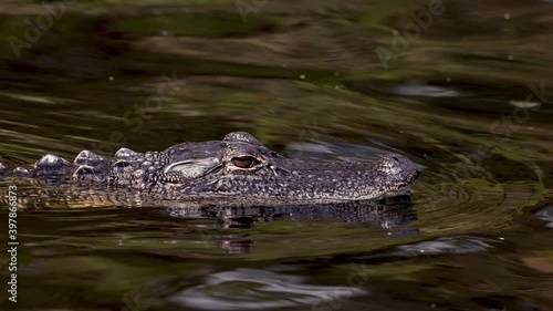 Alligator Video Clip in Florida 4k