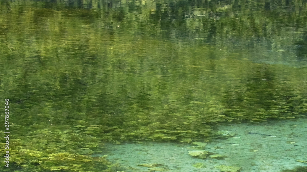 Waterplants under beautiful water of Black Drim's River springs.