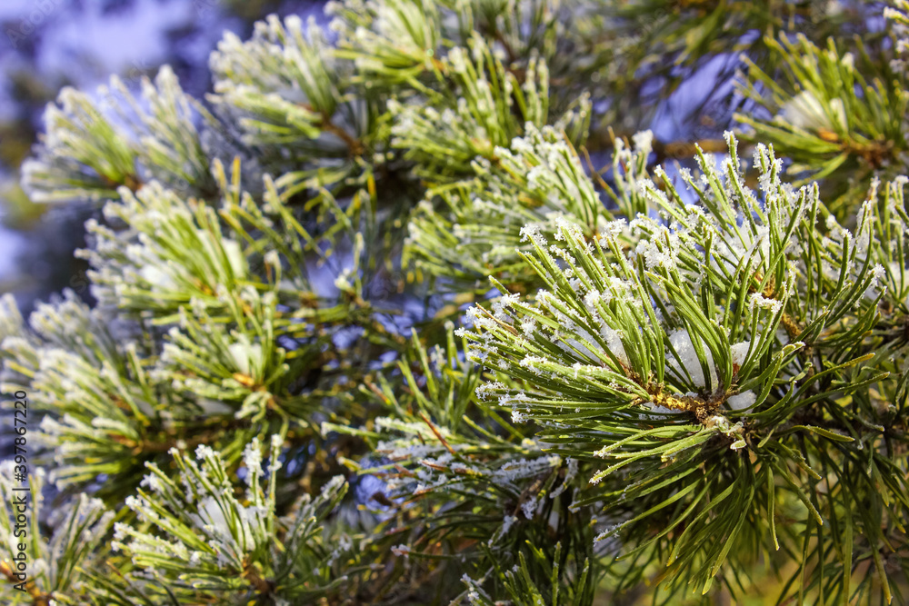 beautiful snowflakes on needles pine, snowy tree, snow on the branches beautiful snowflakes on needles pine, snowy tree, snow on the branches