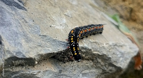 caterpillar on rock