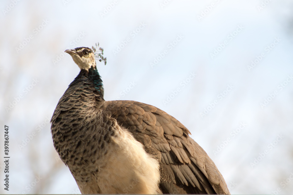 Fototapeta premium close up of a pheasant