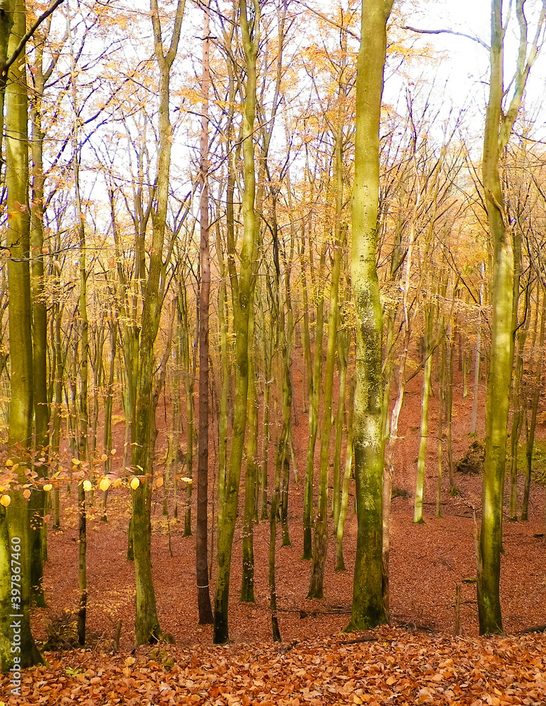 Polish forest in autumn. Polish forest in autumn.