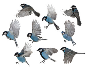 photo of nine isolated blue tit in flight