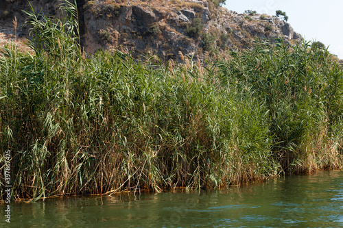 Reeds from the water on the background of mountains