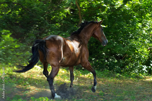 Chestnut dressage sport horse running in paddock on the ranch