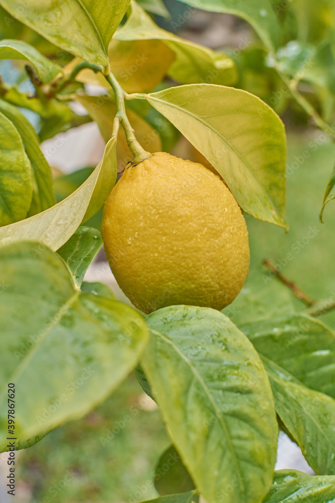 Lemon tree with lemons on a rainy day