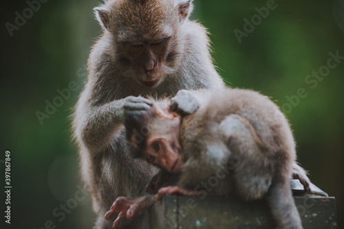 Monkey forest in Bali, ubud. Concept about nature and animals © oneinchpunch